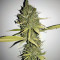 Sweet Cheese XL Auto (Sweet Seeds)