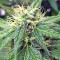 Thai Chi feminized seeds