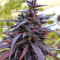 Thai Chi feminized seeds