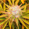 Triangle Kush Auto (Mephisto Genetics) Cannabis-Samen