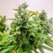 Auto CBD Kush 1:1 (Herbies Seeds)