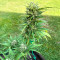 Auto GG#4 Original Glue F1 เมล็ดพันธุ์สตรี (Seedkeepers)