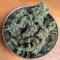Blueberry (Herbies Seeds)