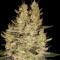 Crazy Miss Hyde Seeds