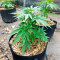 Delicious Cookies Feminized Seeds (Delicious Seeds)
