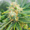 Glue Sherbert Feminized Seeds (AlphaFem Seeds)