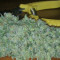 Green Love Potion feminized seeds