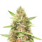 CBD Harlequin (CBD: 17%-20% THC: 0,3%-0,5%) (Herbies Seeds)