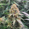 Kalimist (Herbies Seeds)