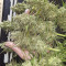 Monster Gelato feminized seeds (Monster Genetics)