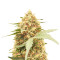 Sementes Feminizadas de Orange Apricot Glue XL Auto (Sweet Seeds Auto)