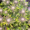 Punch Cookies Seeds (AlphaFem Seeds)