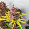 Semi Femminizzati Red Strawberry Banana Auto (Sweet Seeds)