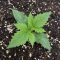 LSD Seeds - Cannabis Strain Seeds for Sale