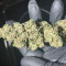 Vente de graines de cannabis Blueberry OG (Barney's Farm)