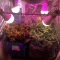 Vente de graines de cannabis LSD-25 Auto (Fast Buds)