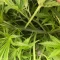 West Coast O.G. Seeds