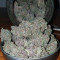 Vente de graines de cannabis Sunset Sherbet (Pyramid Seeds)