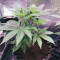 Dos Si Dos 33 Seeds (Barney's Farm) - Cannabis Strain Seeds for Sale