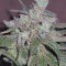 Wedding Cake feminized seeds for sale
