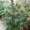 ขายเมล็ดพันธุ์ Sour Jealousy Auto