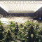 Vente de graines de cannabis HulkBerry (RQS)