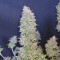 Acquista semi femminizzati Wedding Cheesecake Auto di Fast Buds