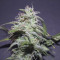 Venta de LSD Auto (Barney's Farm) | Semillas de marihuana feminizadas