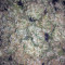 Big Bang Seeds