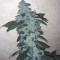 Buy HiFi 4G feminized seeds by Dutch Passion