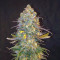 Franco's Lemon Cheese feminized seeds for sale