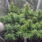 Original Auto White Widow (Fast Buds)