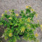 Buy Watermelon Z feminized seeds by Pyramid Seeds