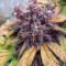Black Cream Auto feminized seeds for sale: information and reviews