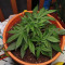 Strawberry Pie Seeds - Cannabis Strain Seeds for Sale