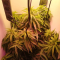 Critical Kush Seeds (Barney's Farm)