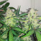 Scarlet Skunk Autoflower Feminized Seeds (Easy Grow Seeds)
