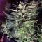 Sour Livers Auto feminized seeds