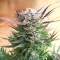 Brains Damage feminized seeds
