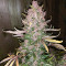 C4 Auto Seeds