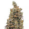 Crystal Gelato Seeds