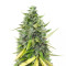 Sementes Feminizadas Dessert Mix (Herbies Seeds)