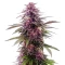 Florida Sunrise Auto Seeds