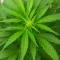 Gelato Fast Seeds
