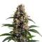 Godfather OG Seeds