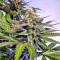 Graines de cannabis Grandaddy Black (Original Sensible Seeds)