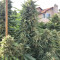 Grandaddy Purple feminized seeds (Big Head Seeds)