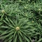 Jack Herer Seeds (Seedkeepers)