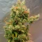 Mandarin Thuggee Auto Seeds (AlphaFem Seeds)