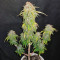 Original Auto Sour Diesel feminized seeds